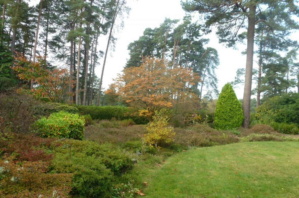 liphook-blog-1-plot